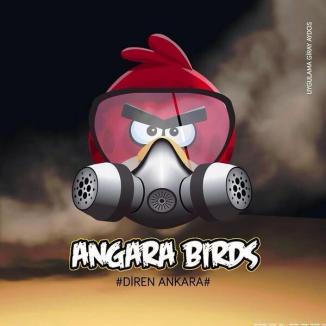 angara_birds